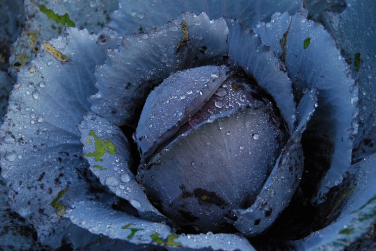 Cotswold Mornings at Barnsley House www.bluemesablog.com