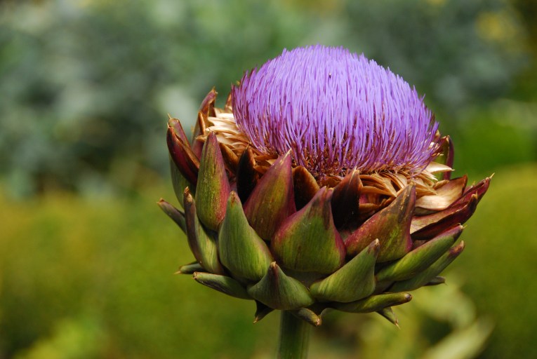 Cotswold Mornings at Barnsley House www.bluemesablog.com
