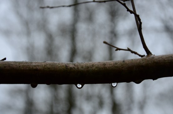 Of Woodsmoke and Violets www.bluemesablog.com