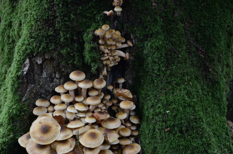 Mushroom Picking in the New Forest www.bluemesablog.com