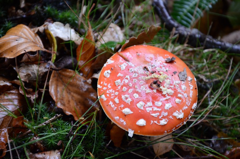 Mushroom Picking in the New Forest www.bluemesablog.com
