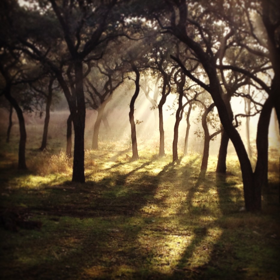 Texas Morning Light www.bluemesablog.com