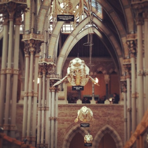 Natural History www.bluemesablog.com