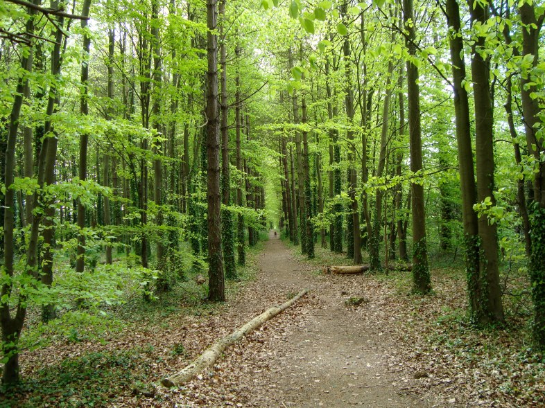 Wayland's Smithy, England www.bluemesablog.com