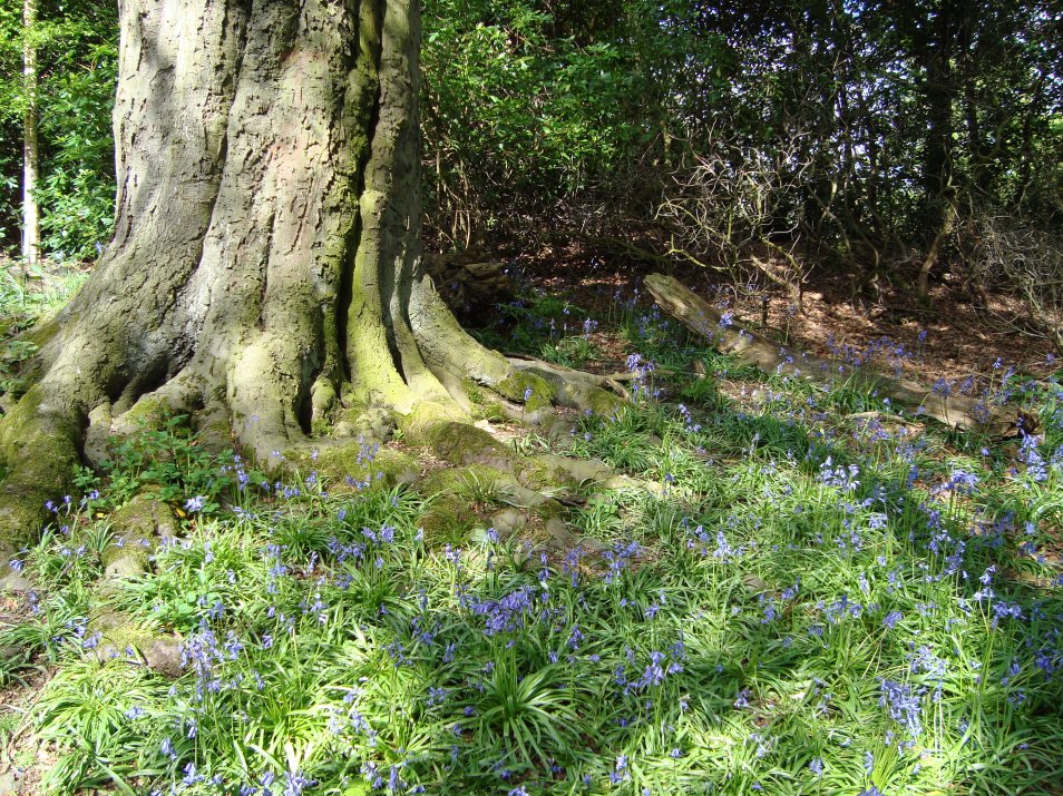 Bluebell Woods, England www.bluemesablog.com