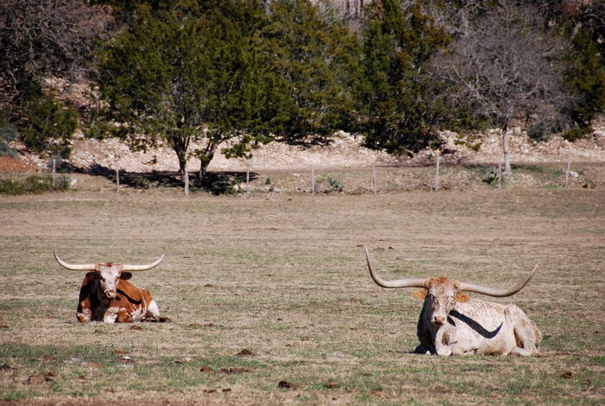 Texas Ranch Life www.bluemesablog.com