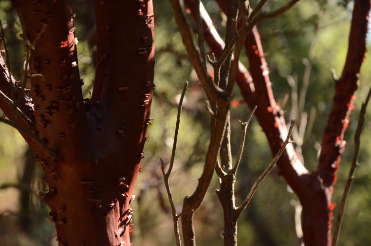 Madrone Tree www.bluemesablog.com