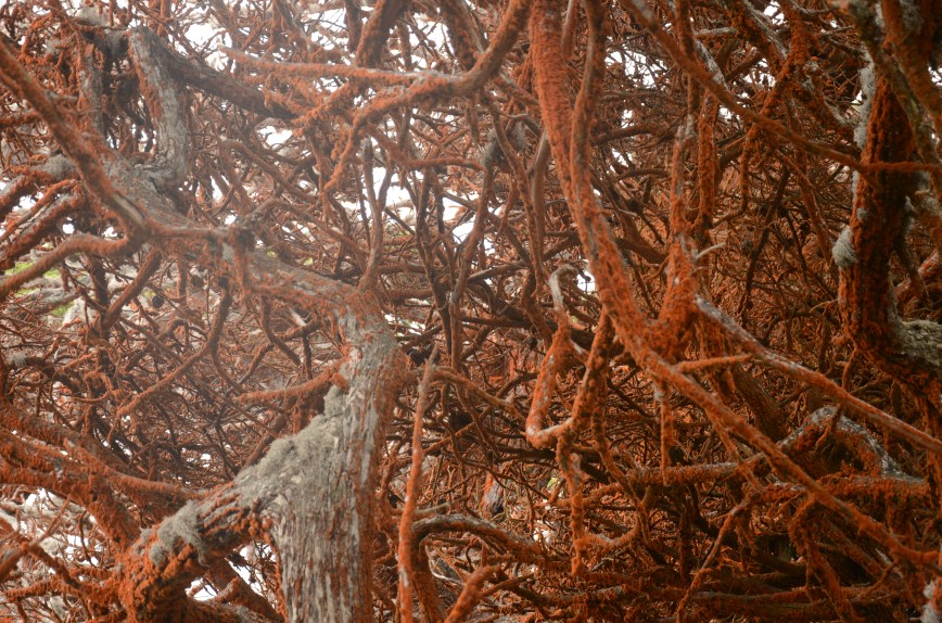 Point Lobos National Park, California www.bluemesablog.com