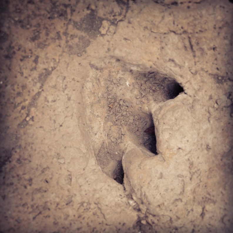 Glen Rose dinosaur tracks www.bluemesablog.com