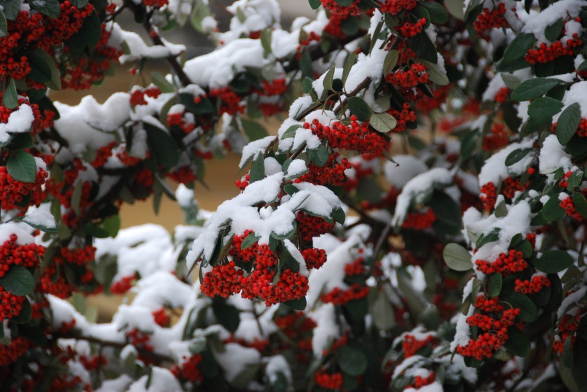 A Winter Garden, Oxford, England www.bluemesablog.com
