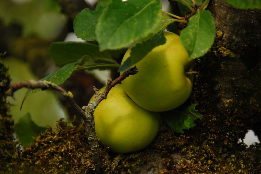 A Winter Garden, Oxford, England www.bluemesablog.com