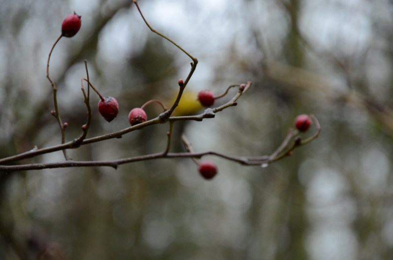 An English Walk in Winter www.bluemesablog.com