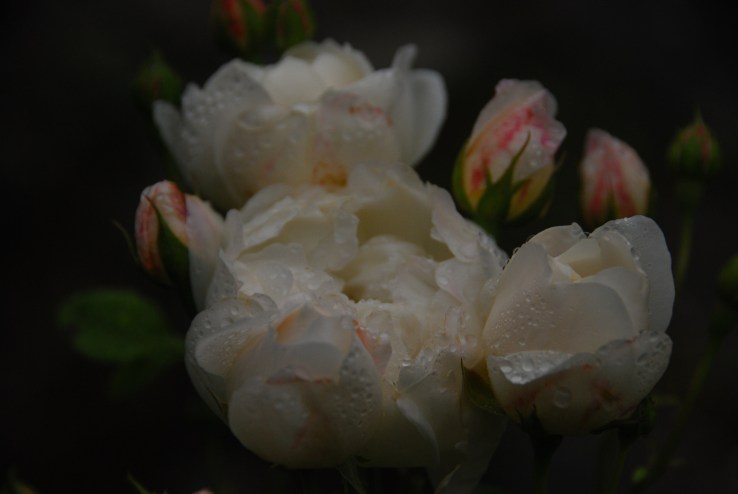 love letters www.bluemesablog.com