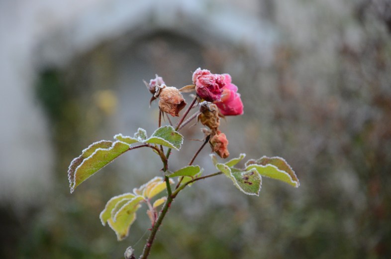 The Country Cottage, England www.bluemesablog.com