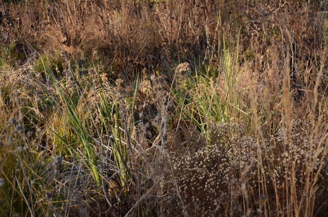 The Oxford Botanical Gardens, England www.bluemesablog.com