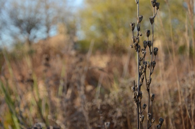 The Oxford Botanical Gardens, England www.bluemesablog.com