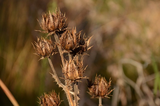 The Oxford Botanical Gardens, England www.bluemesablog.com