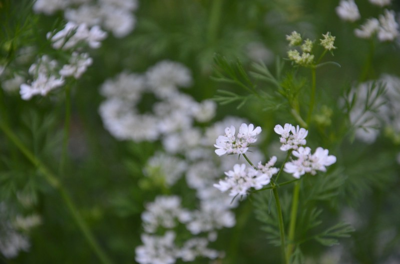 The Morning Garden, www.bluemesablog.com