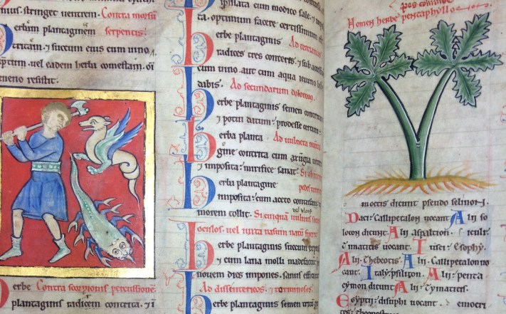 Flora and Fauna in Medieval Medical Manuscripts, Oxford www.bluemesablog.com