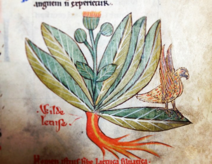 Flora and Fauna in Medieval Medical Manuscripts, Oxford www.bluemesablog.com