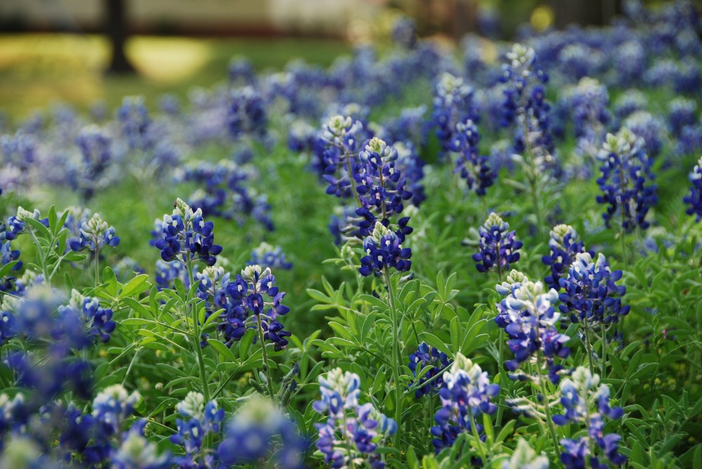 Ode to the Waning Summer, Jefferson, East Texas www.bluemesablog.com