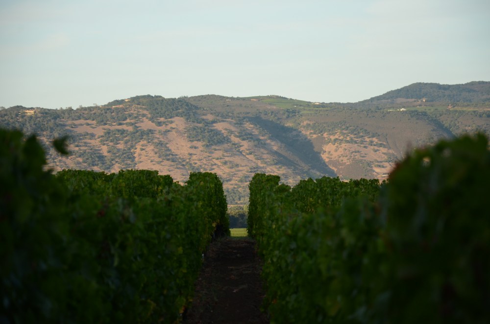 Harvest, Napa Valley, California www.bluemesablog.com