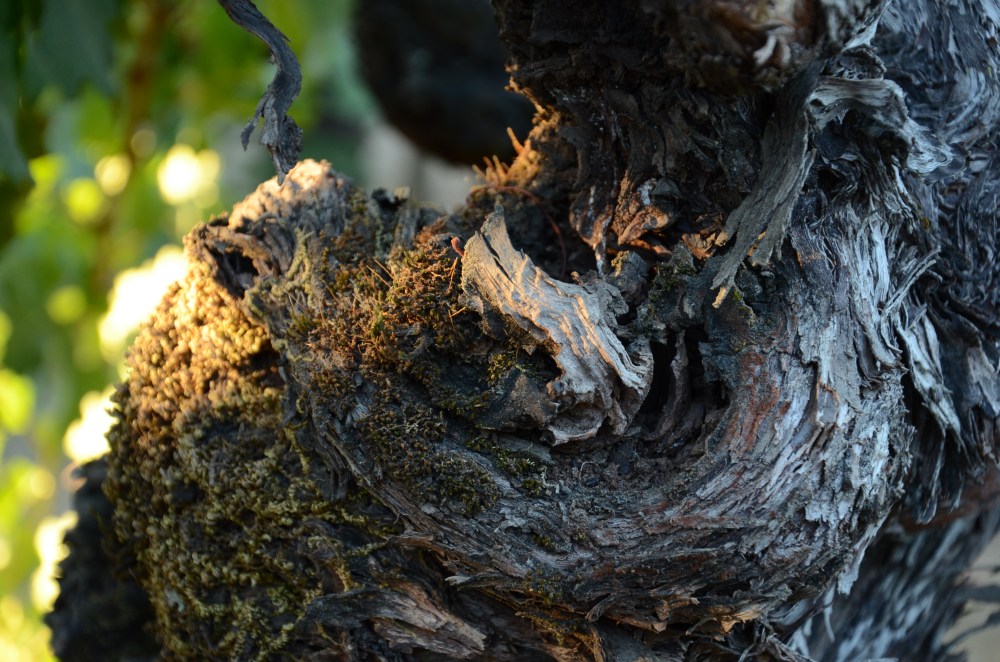 Harvest, Napa Valley, California www.bluemesablog.com