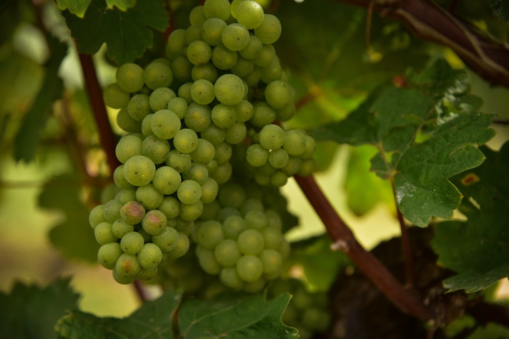 GretchenMGreerPhotography46