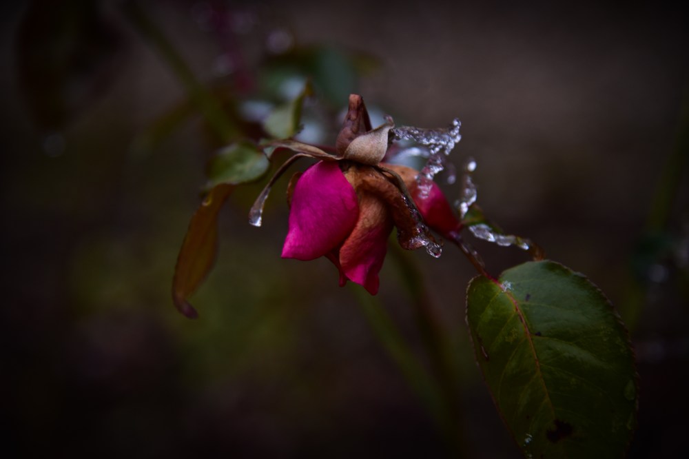 GretchenMGreerPhotography24