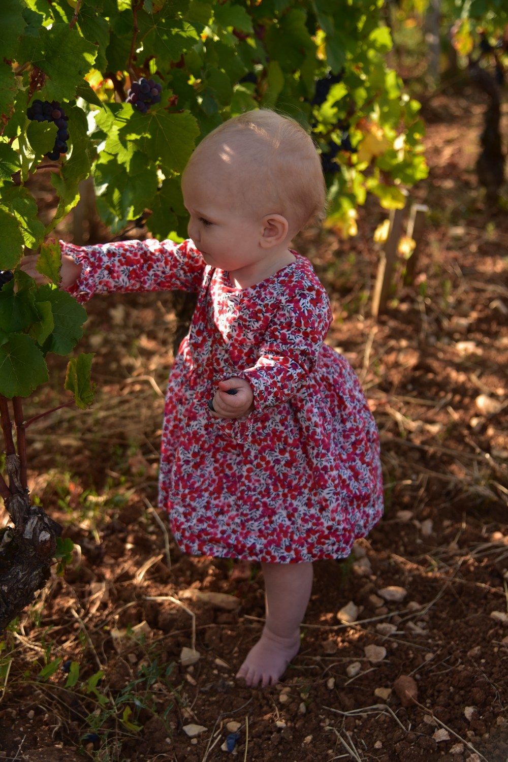September5,2018_OurBurgundyHarvest_12