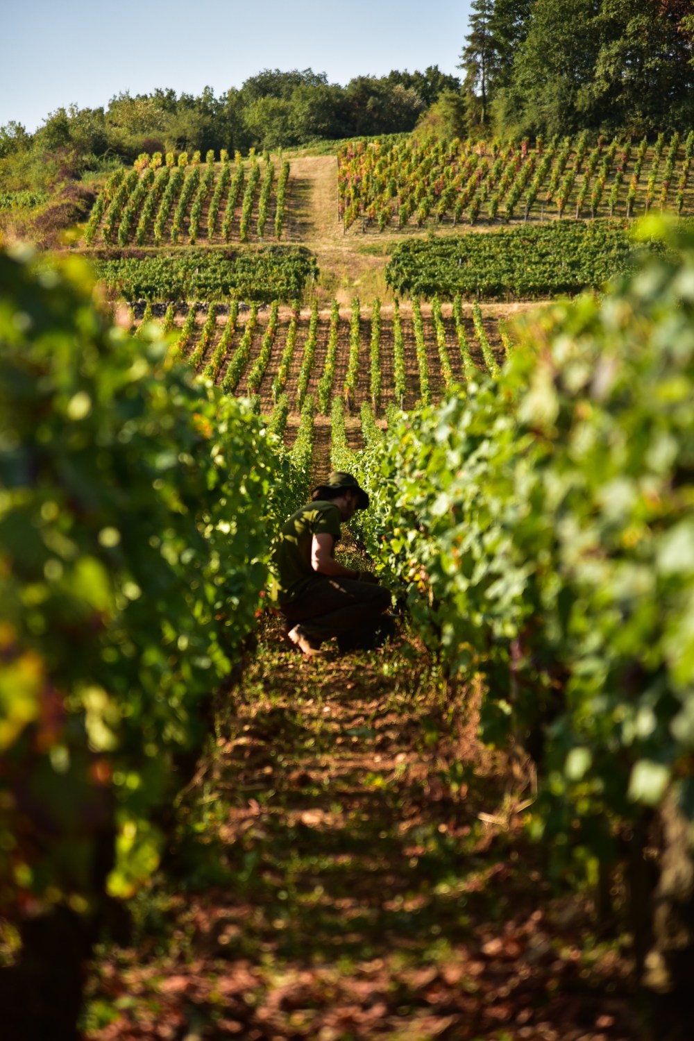 September5,2018_OurBurgundyHarvest_8